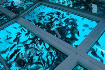 Glass Bottom Boat Cruise and Coral Reef Viewing