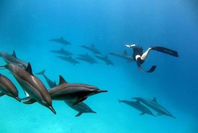 Dolphin House Sea Trip - Hurghada