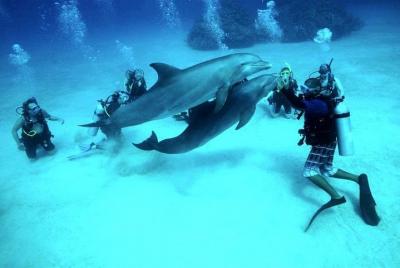 Professional Scuba Diving & snorkeling sea Trip – Hurghada  Professional Scuba Diving & snorkeling sea Trip – Hurghada