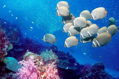 El Gouna VIP Snorkeling Sea Trip - Hurghada