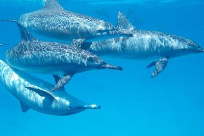 Swim with Wild Dolphins in Hurghada Swim with Wild Dolphins in Hurghada