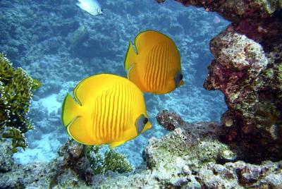 Sindbad Submarine Tour in Hurghada Sindbad Submarine Tour in Hurghada