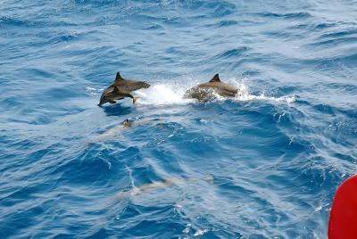 Special Dolphin House VIP snorkeling Sea Trip With Lunch - Hurgha Special Dolphin House VIP snorkeling Sea Trip With Lunch - Hurgha