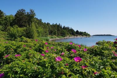 Aegna Half-Day Guided Tour: Stone Maze and Valley of Boulders