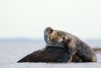 Seal-Watching Tour in the North-Estonian Archipelago from Tallinn Seal-Watching Tour in the North-Estonian Archipelago from Tallinn