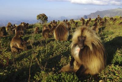Nature & Historical day trip to Debrelibanos and the beautiful Je