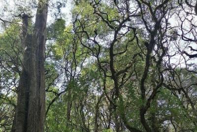 Round Trip to Menagesha Suba Forest Park