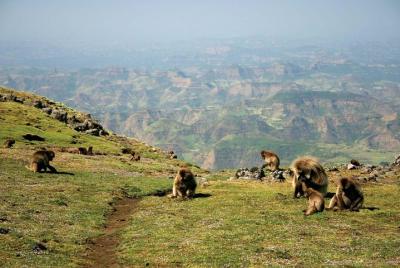 8 Days Trekking Simien Mountains 8 Days Trekking Simien Mountains