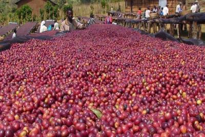 Western and Southern Ethiopian Coffee Tour  Western and Southern Ethiopian Coffee Tour