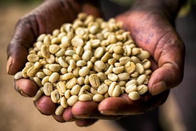 Ethiopian Coffee Tour in Only 7 Days Ethiopian Coffee Tour in Only 7 Days