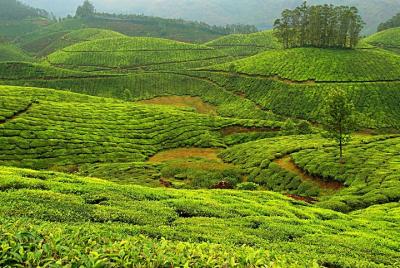 Munnar Excursion from Cochin (1N/2D) Munnar Excursion from Cochin (1N/2D)