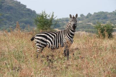 Trekking - Nechisar National Park (5 days) Trekking - Nechisar National Park (5 days)