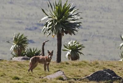 Day trek to Simeien Mountains Day trek to Simeien Mountains