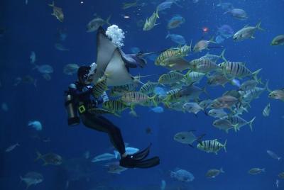Istanbul Aquarium,Wednesday Bazaar & 212 Mall ~ Solo;Group Istanbul Aquarium,Wednesday Bazaar & 212 Mall ~ Solo;Group