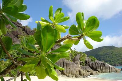Private Arrival Transfer from Seychelles Airport SEZ to Anse Loui Private Arrival Transfer from Seychelles Airport SEZ to Anse Loui