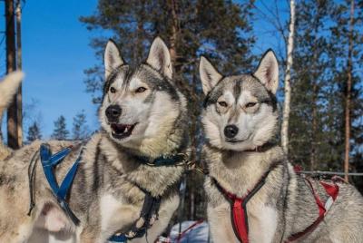 Lapland Reindeer and Husky Safari from Levi Lapland Reindeer and Husky Safari from Levi