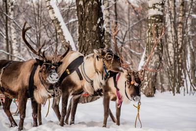 Half-Day Reindeer Ride and Ice fishing Experience in Levi  Half-Day Reindeer Ride and Ice fishing Experience in Levi