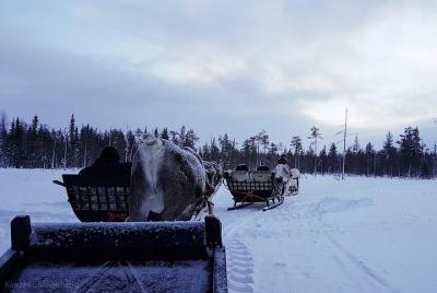 Guided reindeer farm visit and one hour sledge safari Guided reindeer farm visit and one hour sledge safari