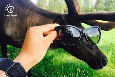 A Cultural Encounter at A Local Reindeer Farm