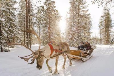 Reindeer Farm Visit & Short Ride