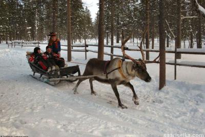 Lapland Reindeer Safari From Saariselkä