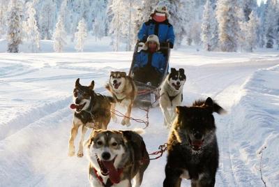 Husky Safari 2.5-3h from Saariselka
