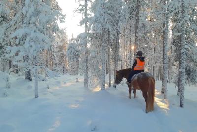 Transfer to Polaris Point Horses 