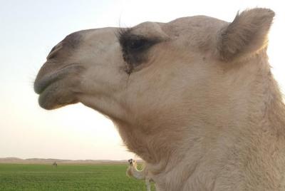 Round trip Saudi Arabia with German tour guide in a small group max 6 people