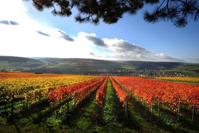 Romantic Road Day Trip from Frankfurt to Markelsheim Wine Village