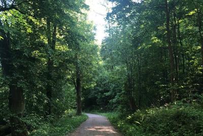 Forest Hike in Heidelberg Forest Hike in Heidelberg