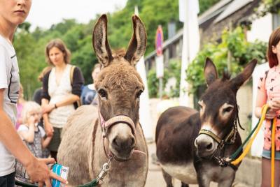 Guided donkey tour Guided donkey tour