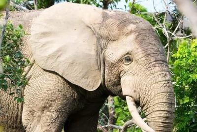 4 Days Skyway Safari to Mole National Park  4 Days Skyway Safari to Mole National Park