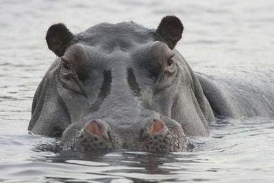 4 Days Safari to Mole park and Wechiau Hippos 4 Days Safari to Mole park and Wechiau Hippos