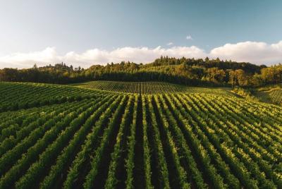 Premium Nemea Wine Tour from Athens, Nafplio or Nemea, with Oenologists  Premium Nemea Wine Tour from Athens, Nafplio or Nemea, with Oenologists