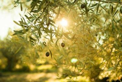 Olive Oil Tour close to Nafplio Olive Oil Tour close to Nafplio