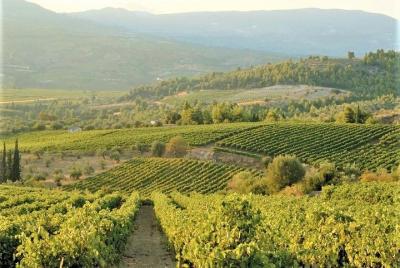 4. Wine Tasting: The ambassador grape varieties of Greece 4. Wine Tasting: The ambassador grape varieties of Greece
