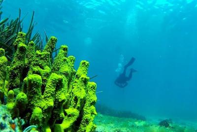 2 Dives Package 2 Dives Package