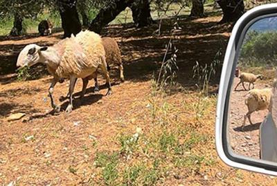 Jeep Safari 4x4 Eye of the Shepherd in Crete with Lunch from Cher Jeep Safari 4x4 Eye of the Shepherd in Crete with Lunch from Cher