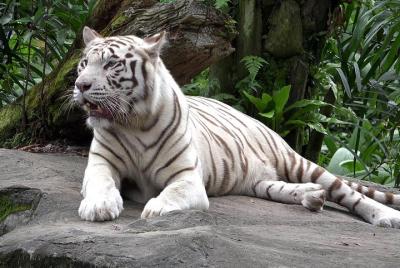 Delhi Zoo White Tigers & lions with Old Fort Visit