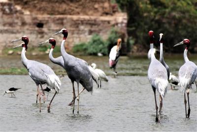 Sultanpur The wonder of Birding from Delhi
