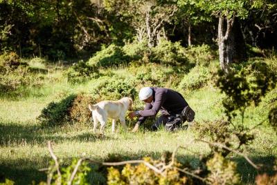 Truffle Hunting at Meteora