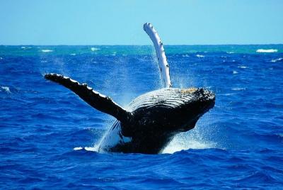 Whales & Wine Tour (Hermanus) Whales & Wine Tour (Hermanus)