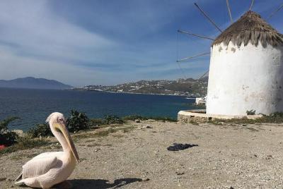 Private Tour: Mykonos Island in Half a Day Private Tour: Mykonos Island in Half a Day