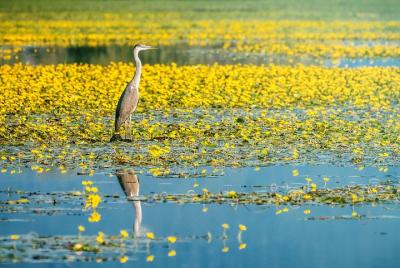 From Thessaloniki: Day Trip to Kerkini Lake From Thessaloniki: Day Trip to Kerkini Lake