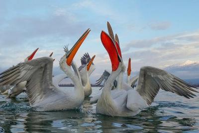 Lake Kerkini Wildlife Day Trip from Thessaloniki Lake Kerkini Wildlife Day Trip from Thessaloniki