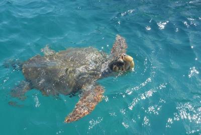 Turtle Spotting Cruise in Zakynthos Turtle Spotting Cruise in Zakynthos