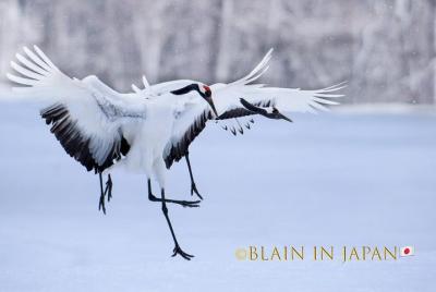 Sightseeingss in Kushiro Things to do in Kushiro 162402