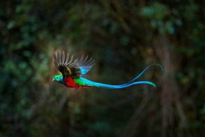 El Quetzal Birdwatching Tour from Cobán - Guatemala´s National Bi El Quetzal Birdwatching Tour from Cobán - Guatemala´s National Bi