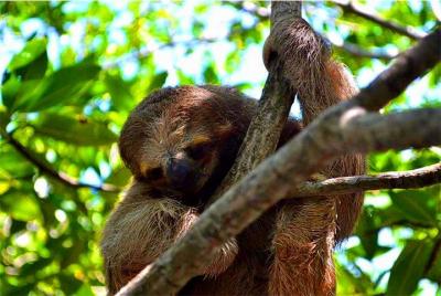Roatan Private Sloths, Monkeys, Birds Encounters, City Tour and T