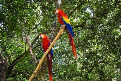 Daniel Johnson Monkey/Sloth Family Experience City Tour and Snork